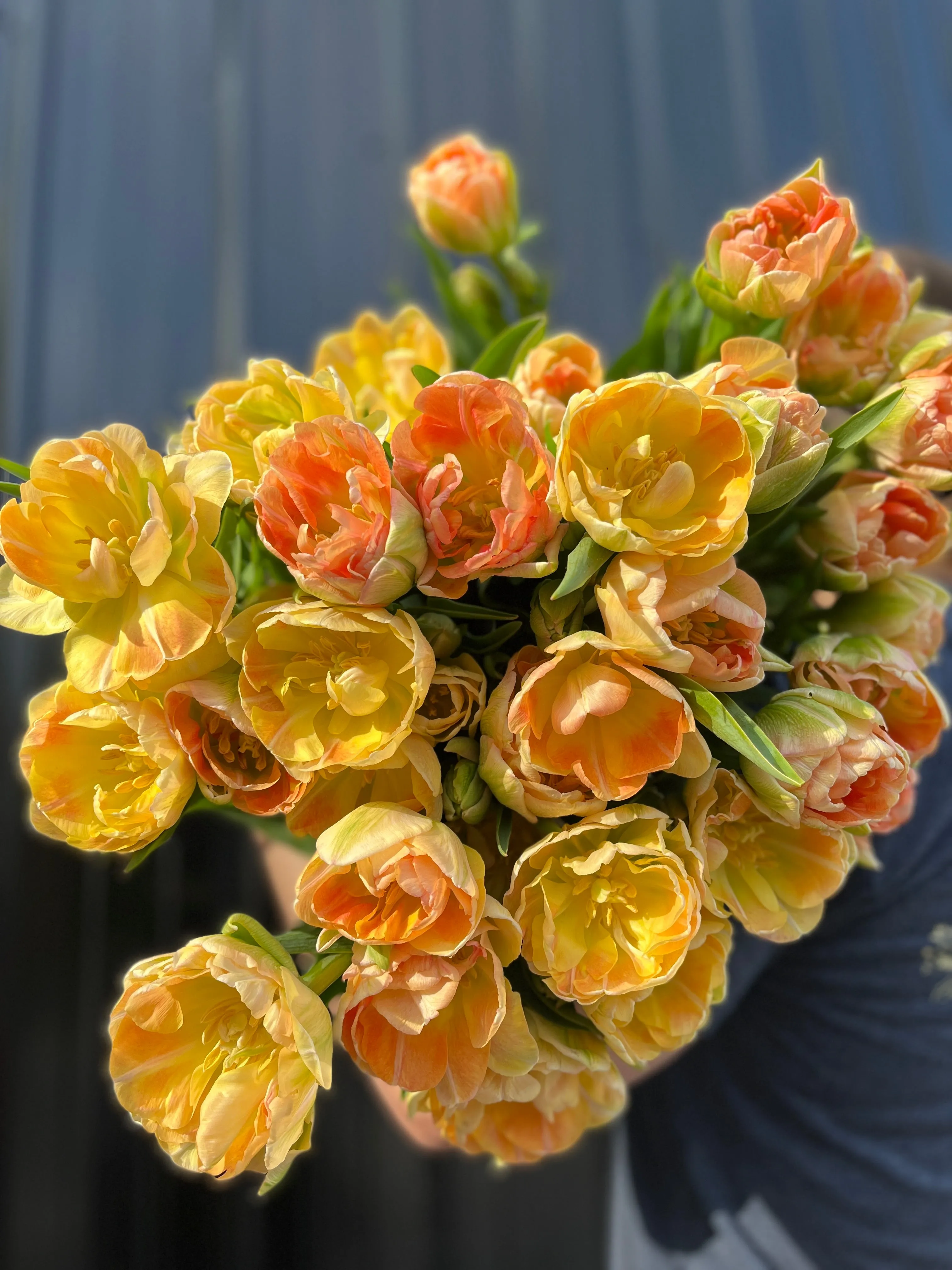 Tulip-Charming Beauty