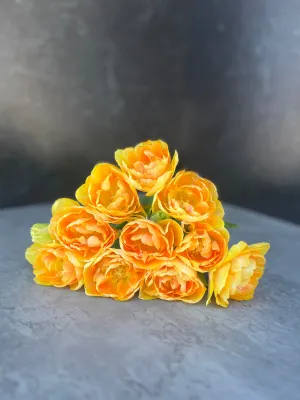 Tulip-Charming Beauty